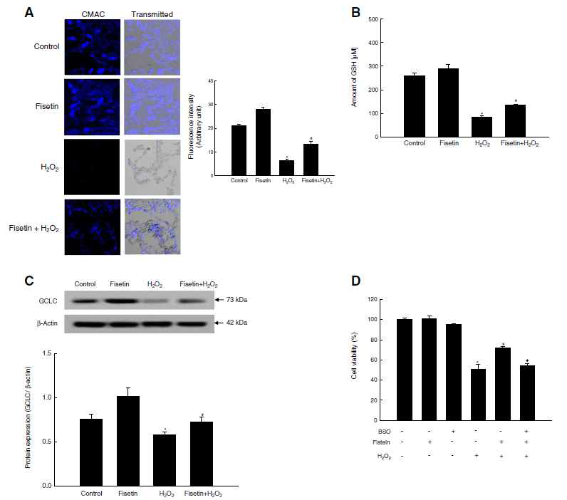 CMAC를 사용하여 confocal 현미경으로 GSH level 측 정 (A) 및 GSH level 측정 kit를 이용한 세포내 GSH양 측정 (B), GSH 합성효소인 GCLC의 단백질 발현 측정(C)
