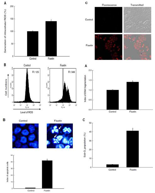 Fisetin처리시 폐암세포의 세포사멸 측정