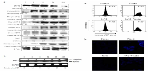 Fisetin 화합물 처리에 의한 소포체 스트레스 유도 관련 단백질 증가 및 소포체 스트레스 증가 측정