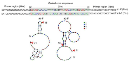 LC Science 사에서 개발된 압타머의 2차원 구조와 시퀀스