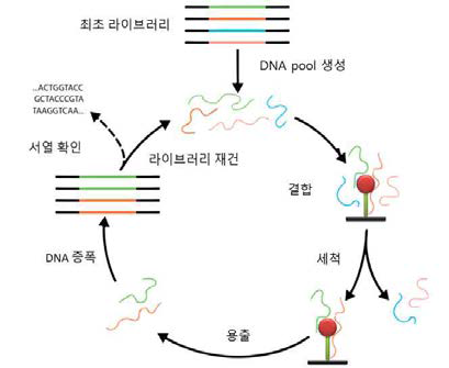 SELEX 과정의 모식도.