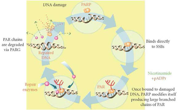 상동재조합과 PARP inhibitor