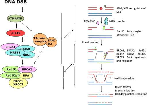BRCAness와 관련된 상동재조합 기전