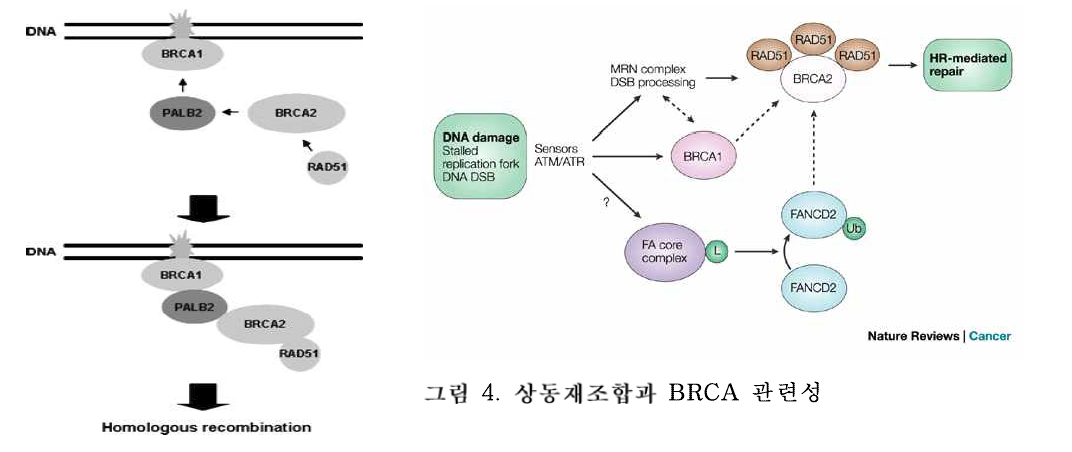 상동재조합과 BRCA 관련성