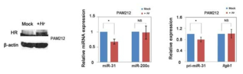 HR 과발현 mouse keratinocyte에서의 miR-31와 pri-miR-31의 발현 억제