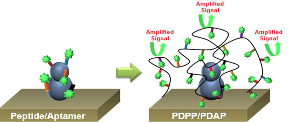 펩타이드/압타머 및 PDPP/PDAP에 신호 증폭 모식도
