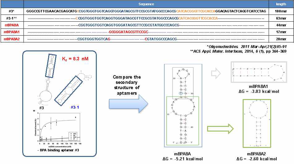 기존의 비스페놀 A 압타머의 구조를 분석하여 최적화하는 과정의 모식도 : mfold라는 웹프로 그램을 이용하여 서열로부터 예측되는 구조를 만들어보고 유사한 부분을 선별함. 유사부분의 서열이 구 조를 안정적으로 이루는지 확인 한 후 압타머의 머리핀 구조를 유지하는 좀 더 짧은 서열들의 예측되는 구조를 만들어 안정적으로 유지되는지 확인해 봄.