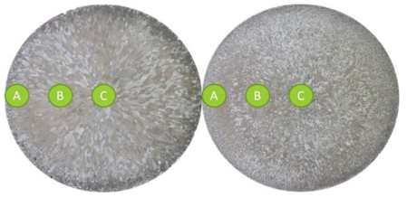 Macrostructures in T section of (a) 2A2F, (b) 2A2F10B in as-cast condition