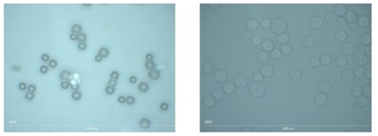 건조된 상태와 팽윤된 상태의 하이드로겔 비드의 광학 현미경 사진.