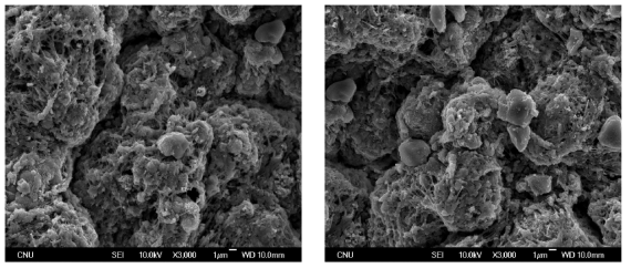 SEM photographs of B-CDI composite membrane.