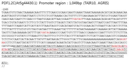 PDF1.2C 유전자의 Promoter region