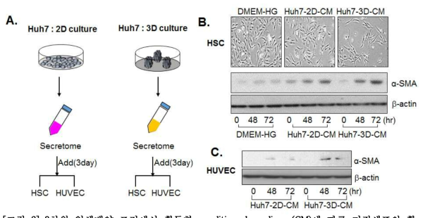 3차원 입체배양 조건에서 획득한 conditioned medium (CM)에 따른 기질세포의 활성화 조사.