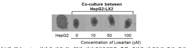 Losartan 처리에 따른 HepG2와 성상세포(LX2)를 혼합 배양한 다세포성 종양 구상 체의 치밀성(compactness) 변화 관찰.