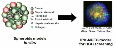 임상과 가까운 종양미세환경을 반영한 IPK 다세포성 종양 구상체 모델.
