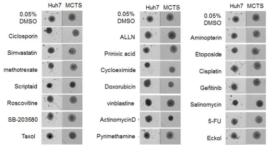 간암세포주로만 형성된 종양 구상체와 기질세포와 혼합 배양된 다세포성 종양 구 상체에서의 약물에 대한 민감성 비교 분석.