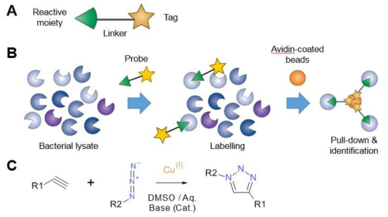 A. Scheme for the design of a generic probe. B. Protocol for pull-down assay using biotin as a tag. C. Scheme of the alkyne-azide 1,3-dipolar cycloaddition, catalyzed by CuI, yielding 1,2,3-triazole in good yield.