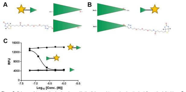 Scheme of two synthesized probes, with the linker and tag molecule attached A. on the left side or B. on the right side of the active molecule. C. Activity of the probe were tested in dose-response in QUM assay