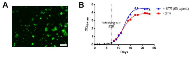 A. Representative picture of the SS18b-GFP strain visualized by fluorescence microscopy (Ex: 488 nm). Scale bar: 100 μm. B. Growth of the SS18b-GFP strain in presence (blue curve) or in absence (red curve) of streptomycin (STR), after an initial 7 days growth with STR (black curve).