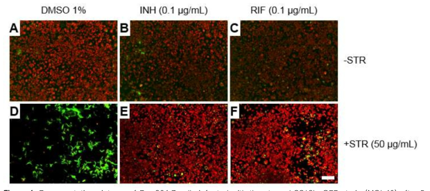 Representative pictures of Raw264.7 cells infected with the starved SS18b-GFP strain (MOI 40) after 5 days incubation with A. DMSO (1%), B. isoniazid (0.1 μg/mL) and C. rifampicin (0.1 μg/mL).