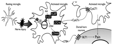 Proposed Model for a Neuropathic Pain Mechanism of LT Synthases and the Receptors in the Dorsal Horn