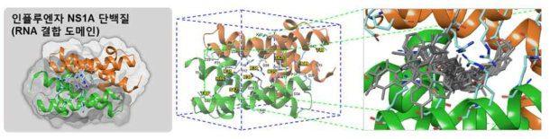 NS1A 단백질의 3차 구조를 이용한 in silico 약물 검색