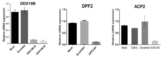 선별된 유전자의 재검증: siRNA 처리후 표적 유전자의 mRNA 레벨 변화 측정