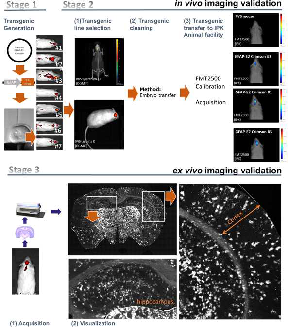 GFAP-E2-Crimson 마우스의 생성 및 특성 분석