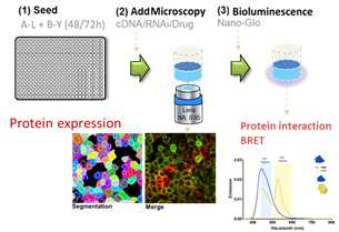 BRET-HCS 기반 단백질-단백질 상호작용 플랫폼.
