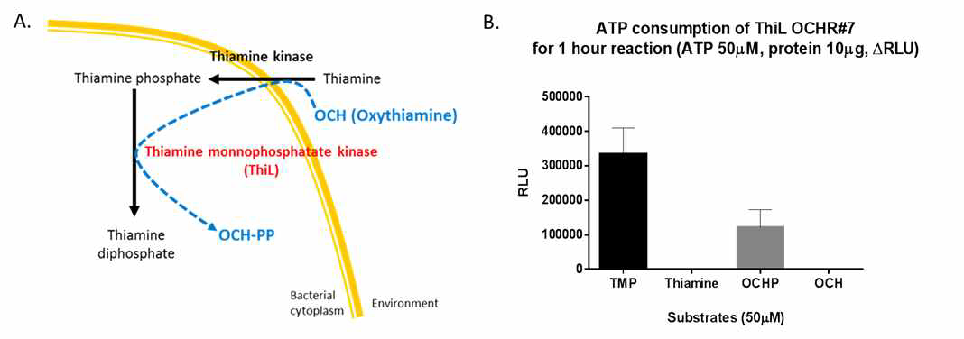 oxythiamine의 예상 활성경로 및 다양한 기질에 대한 thiamine monophosphate kinase (ThiL)의 in vitro 활성도