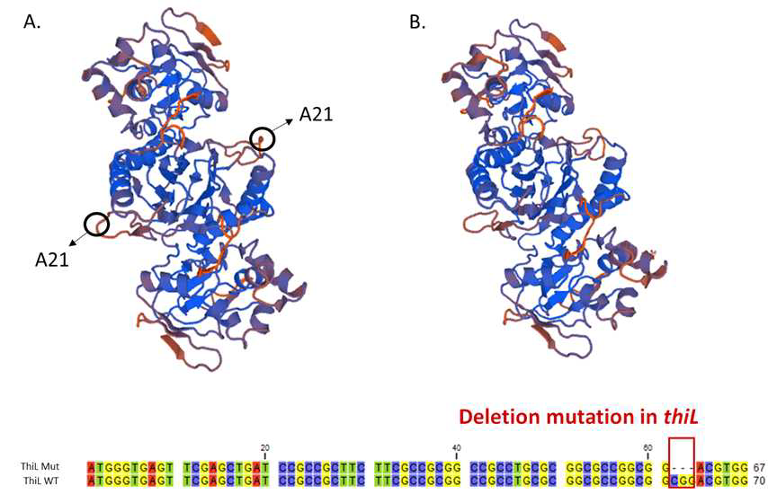 SWISS-MODEL에 의해 모델링된 dimer 형태의 자연형(A)과 돌연변이(B) ThiL 및 돌연변이에서 결실된 21번째 알라닌의 예상위치.