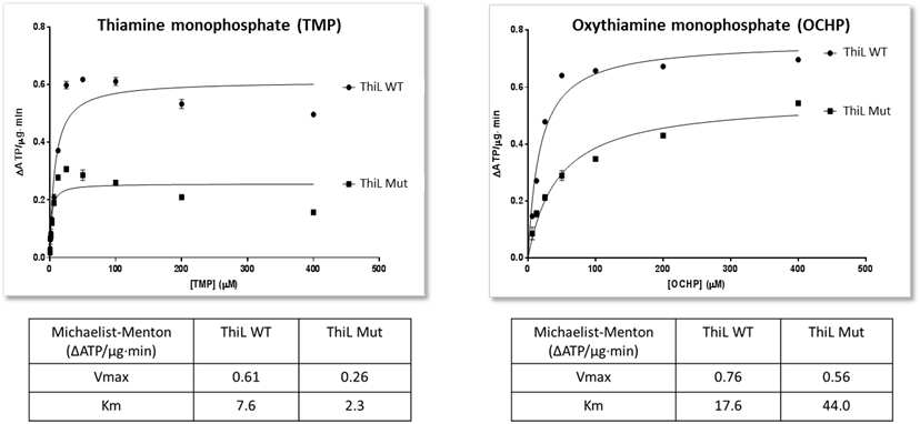 Thiamine monophosphate kinase (ThiL) 자연형과 돌연변이의 in vitro 활성도 비교