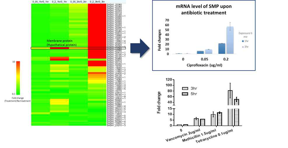 항생제 농도와 배양시간에 따른 황색포도상구균의 전사체 변화와 SA_13280의 발현