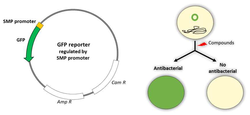 SA_13280 promoter에 의해 조절되는 GFP reporter 플라스미디 구조 및 이를 이용한 약제검색 방법의 모식도