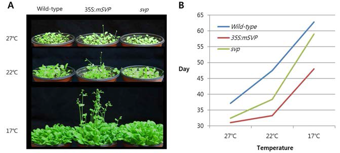돌연변이체 mSVP 및 svp의 개화소요일 분석