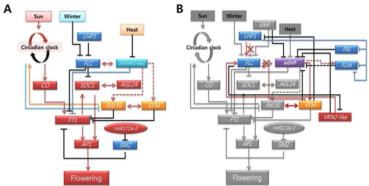 mSVP 돌연변이에 의한 유전적 연계의 변형된 디자인 A : 기존 연구 결과자료 에 의한 애기장대의 개화 연관 유전자의 연계모식도, B : 형질전환 및 mSVP에 의한 유전자 연계의 변형된 모식도