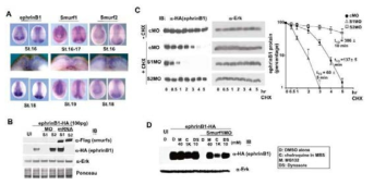 Antagonism between Smurf1 and Smurf2 in the regulation of ephrin B1 degradation