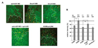 Loss of Smurf1 in vivo impairs RhoA acrivation, similar to loss of ephrinB1