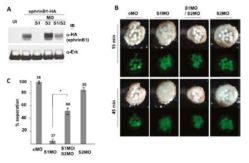 Disruption of tissue separation due to loss of Smurf1 is rescued by coincident loss of Smurf2 via stabilization of ephrinB1