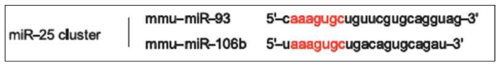 siRNA를 이용하여 침묵효과를 유도해야 하는 miR-25 cluster