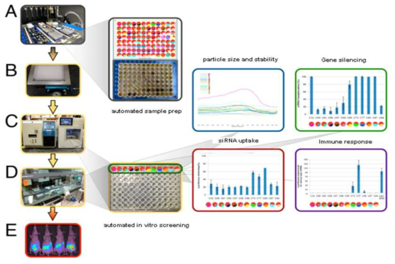 고속대량 스크리닝으로 나노입자 전달효율확인 및 유전자침묵효과 분석