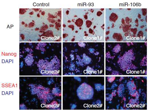 Immunostaining of 만능 유도줄기세포