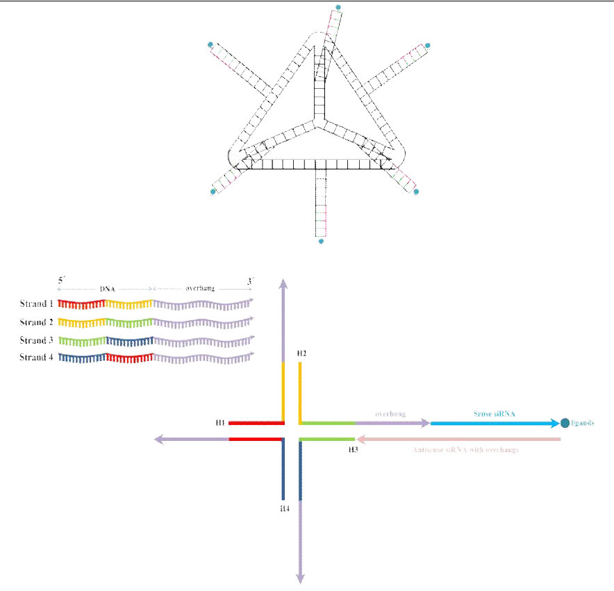 3차원 자기조립 핵산 나노입자 Holiday 모식도(위)/Tetrahedron 모식도(위)