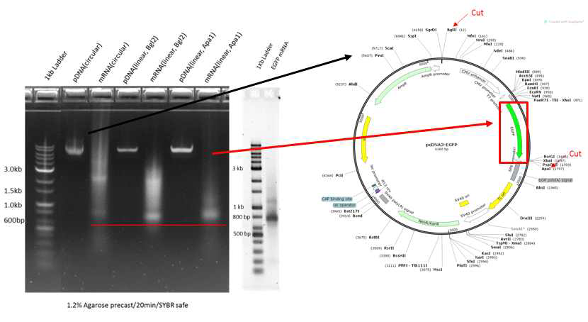 in vitro transcription을 통한 mRNA 확보