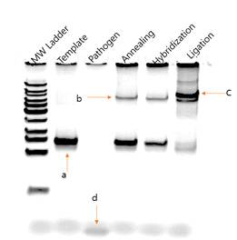 a. linear template b. annealetemplate c. ligated template d. pathogen