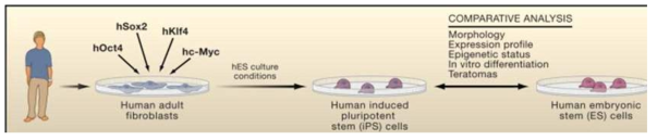유도 만능줄기세포 준비 및 분석