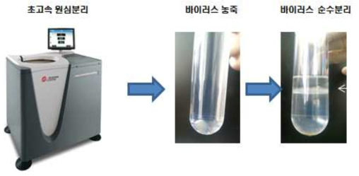 바이러스의 농축 및 순수분리 과정