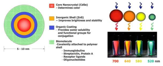 Colloidal quantum dots (QDs)의 구조