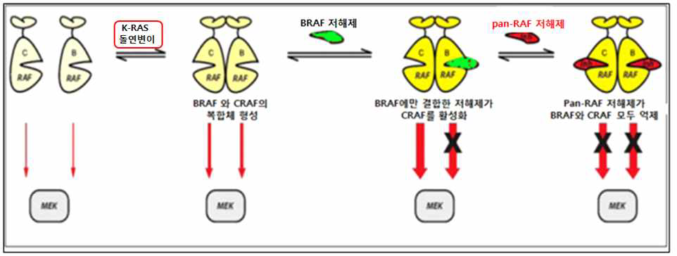 Pan-RAF 저해제가 K-RAS 돌연변이에 과활성화 되는 신호전달체계를 차단하는 원리