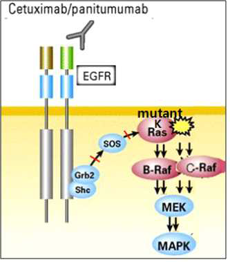 K-RAS 돌연변이 대장암환자가 EGFR 표적치료제에 효과가 없는 이유