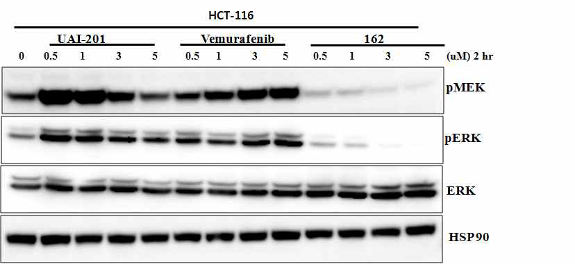 K-RAS 돌연변이 대장암 세포주에서 162번 화합물에 대한 western blot